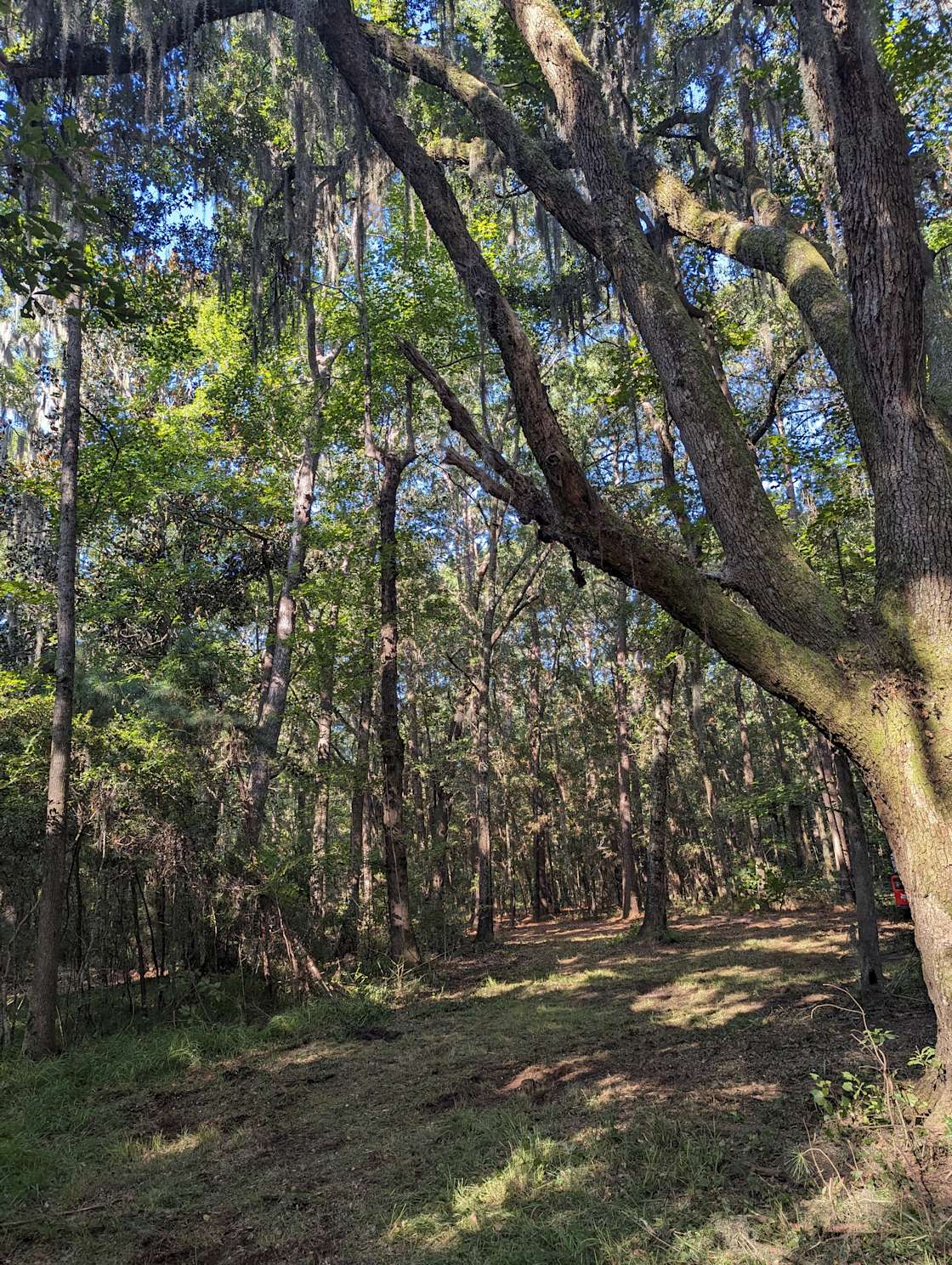 Camp Edisto - Hipcamp in Edisto Island, South Carolina