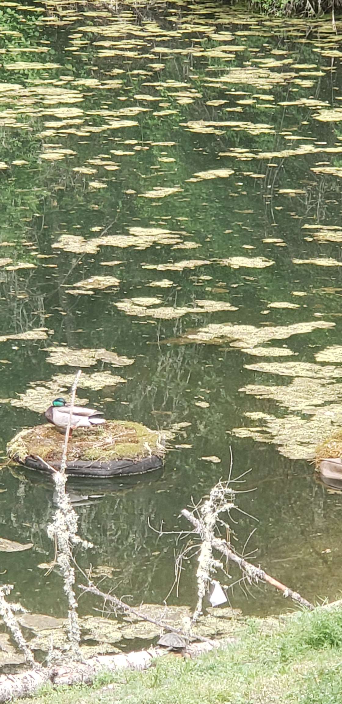 Griffin Creek Organics Hipcamp in Jacksonville, Oregon