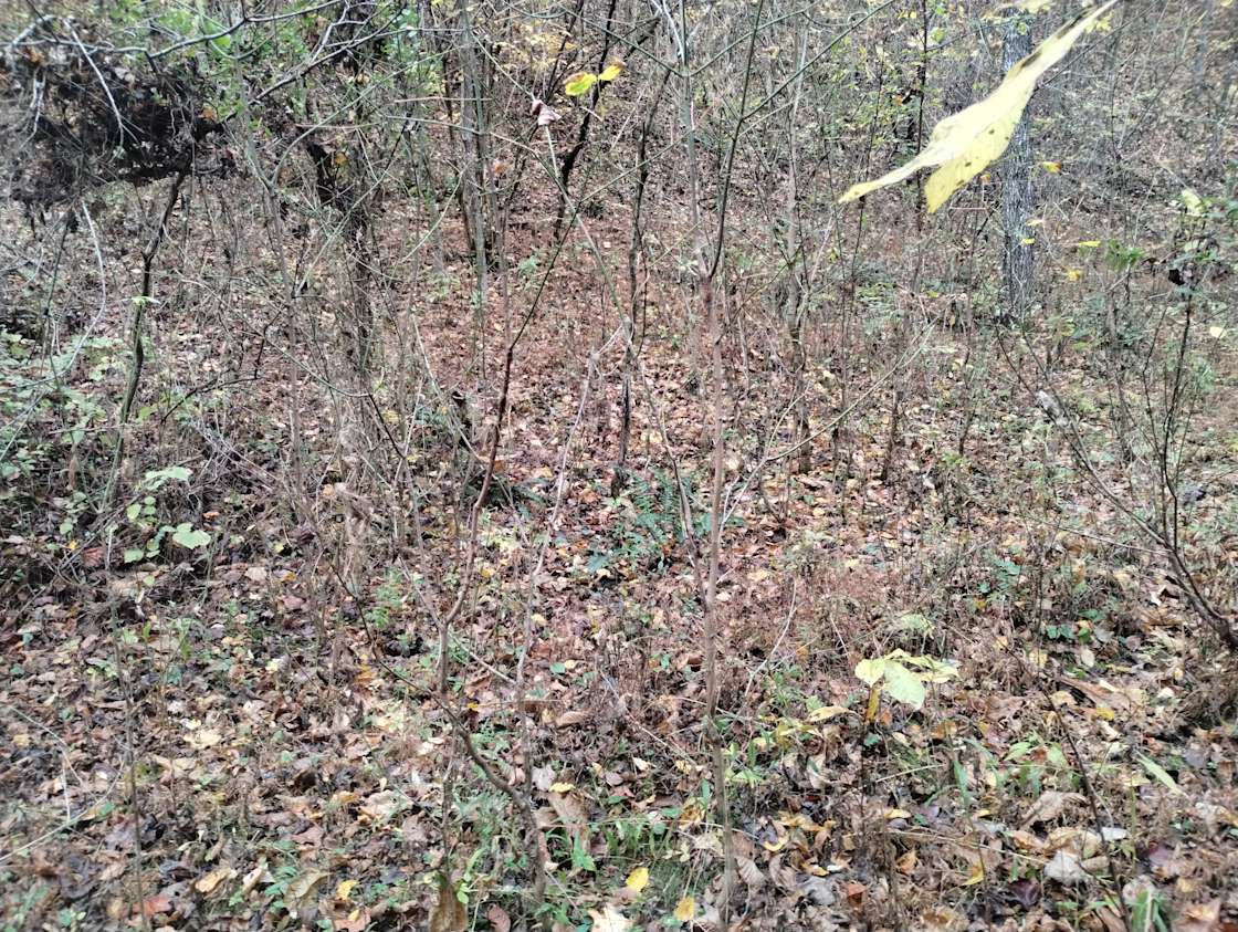 Moon Valley Hipcamp in Parrottsville, Tennessee