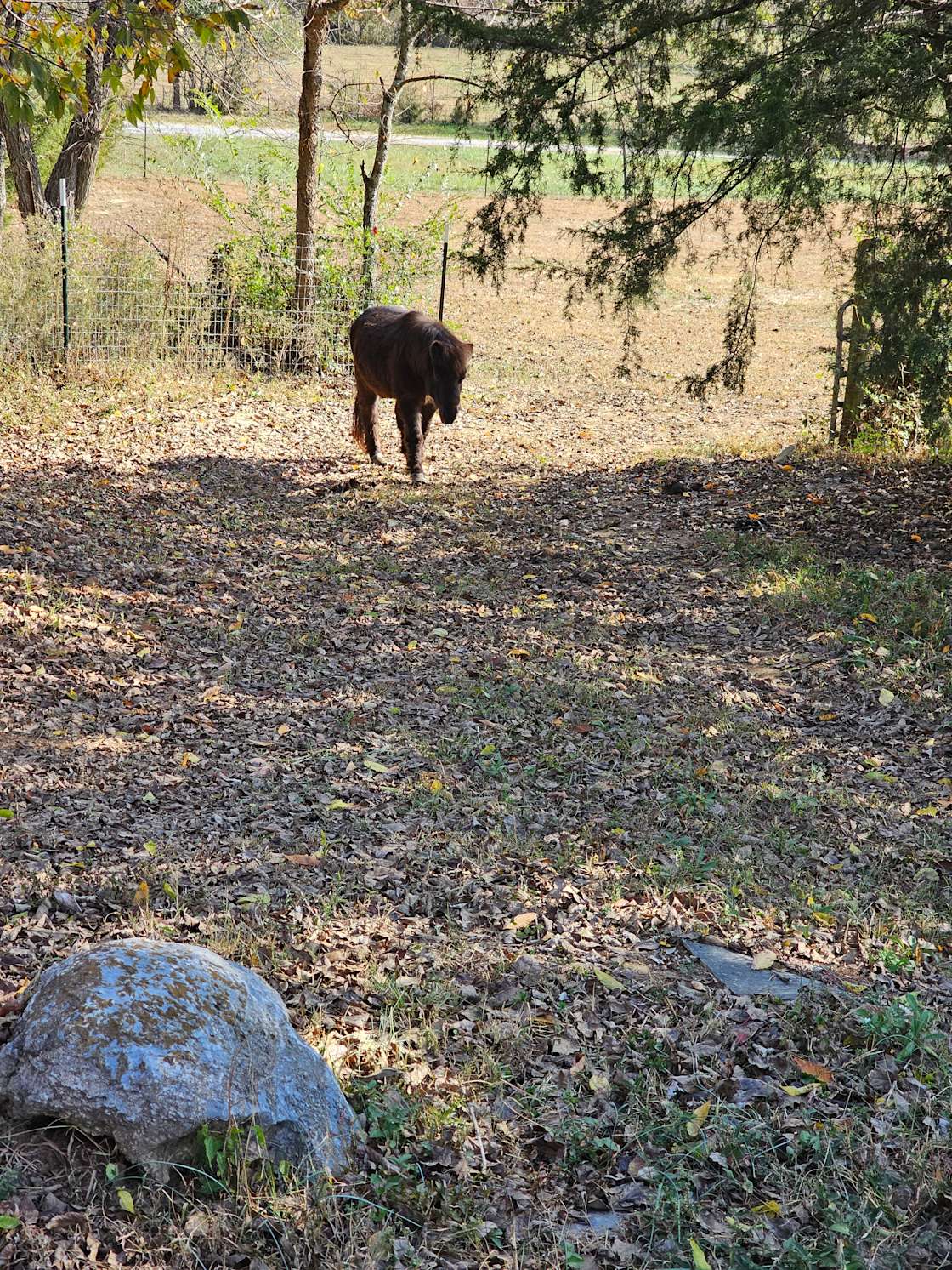 Smoky Mountain Meadows Ranch Hipcamp in Parrottsville, Tennessee