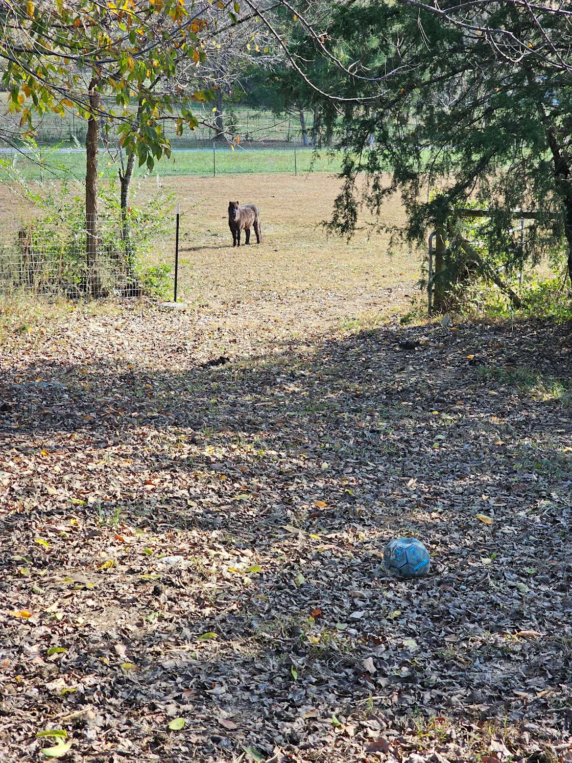Smoky Mountain Meadows Ranch Hipcamp in Parrottsville, Tennessee