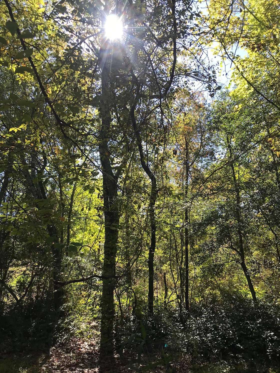 The Boondocks Hipcamp in Antreville, South Carolina