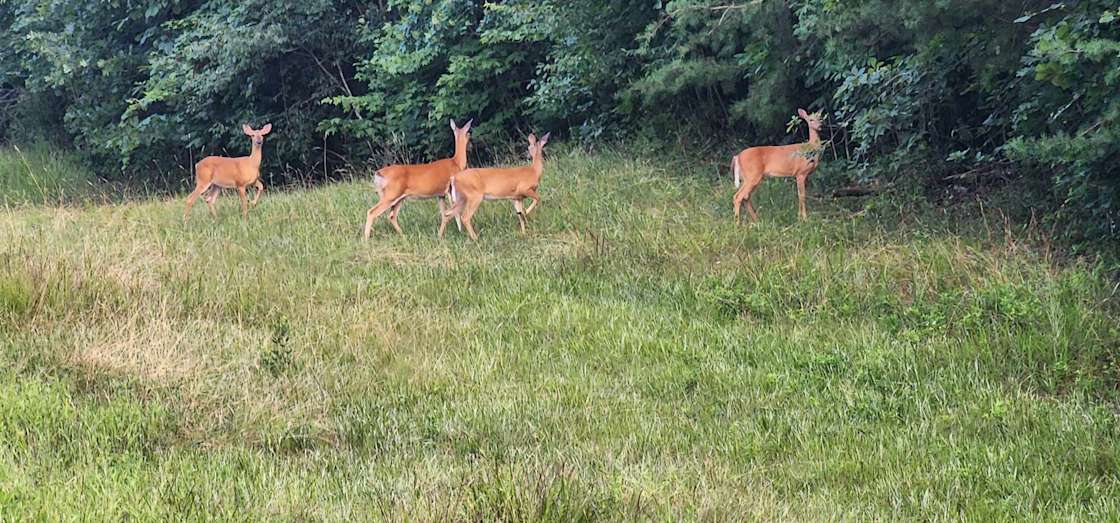 Kicks Rocks Camping Hipcamp in Gruetli Laager, Tennessee