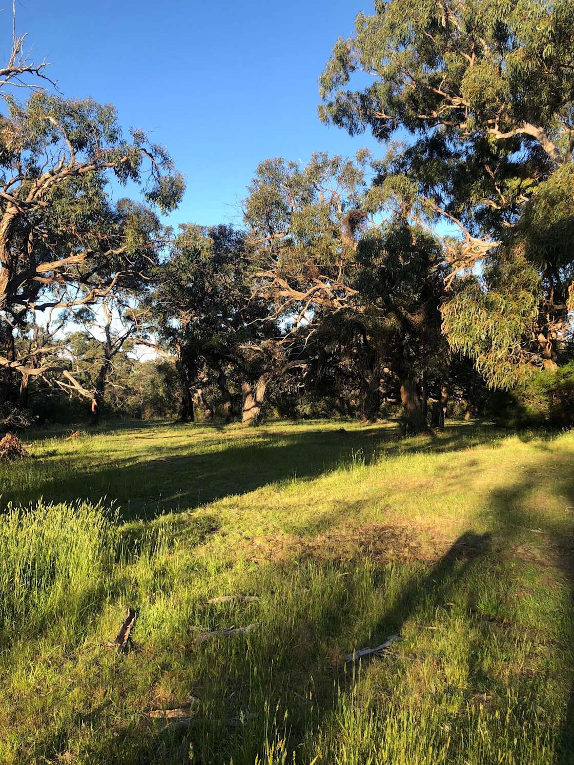 Bells Beach Camping Hipcamp in Torquay, Victoria
