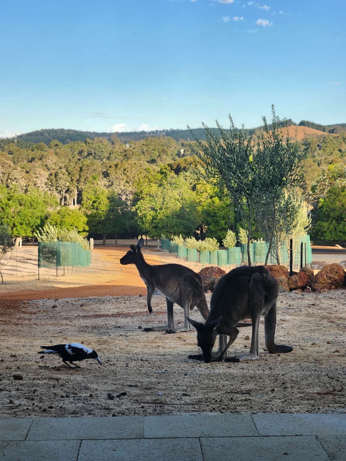 Relax with nature at Brodie s Farm Hipcamp in Nannup Western