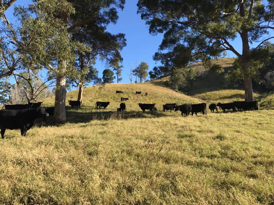 3C Cattle Co Hipcamp in Upper Kandanga, Queensland