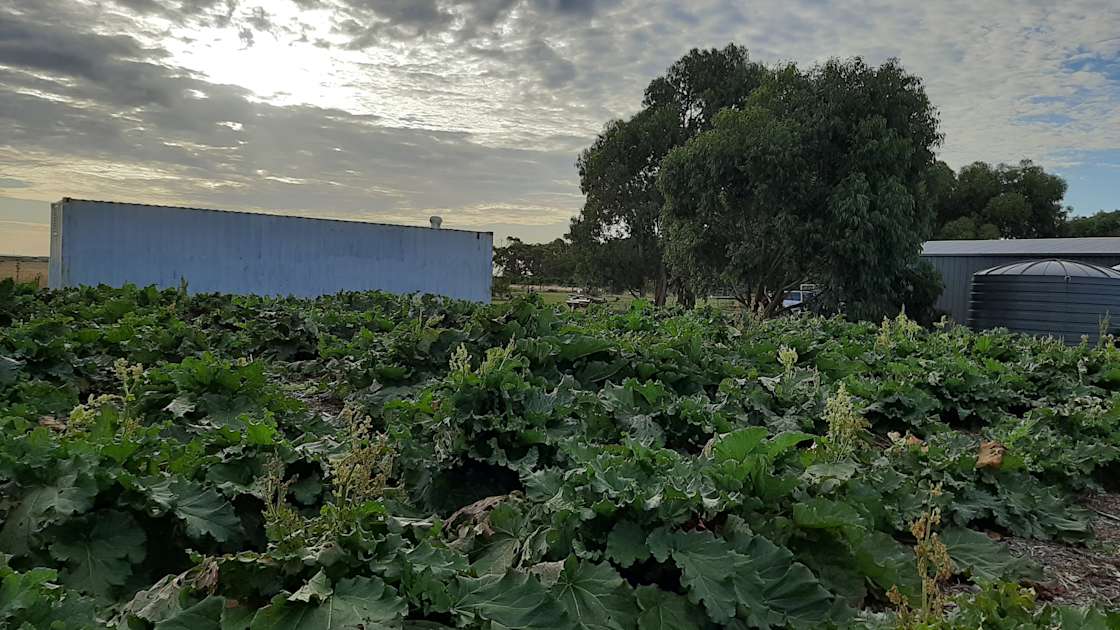 The Warrnambool Block Hipcamp in Warrnambool, Victoria