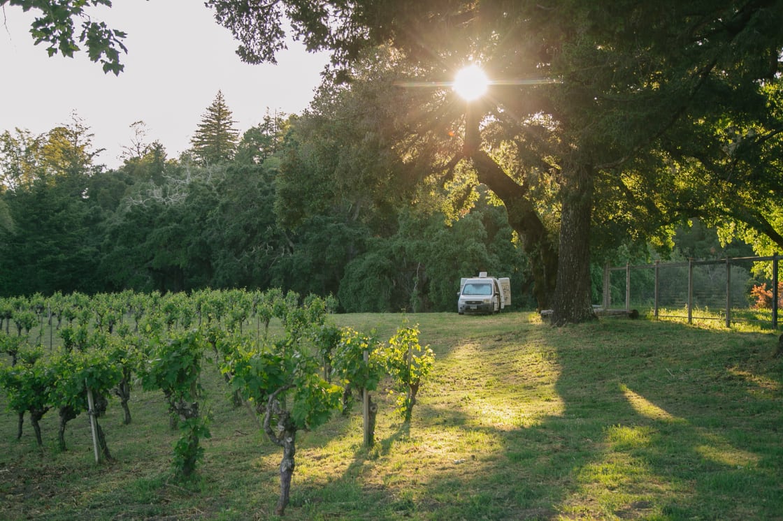 camper van parked beneath a large oak tree at the edge of a vineyard during golden hour