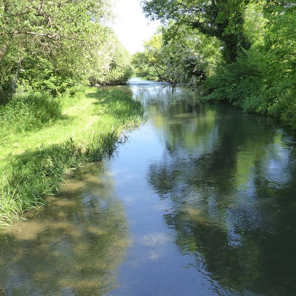 Dappled shade on the river Frome