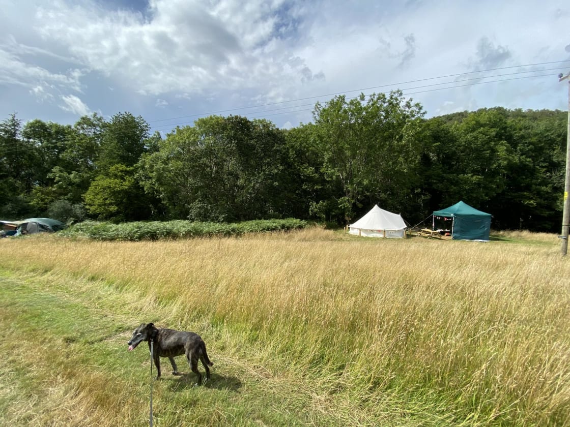 Bell Tent is dog friendly!