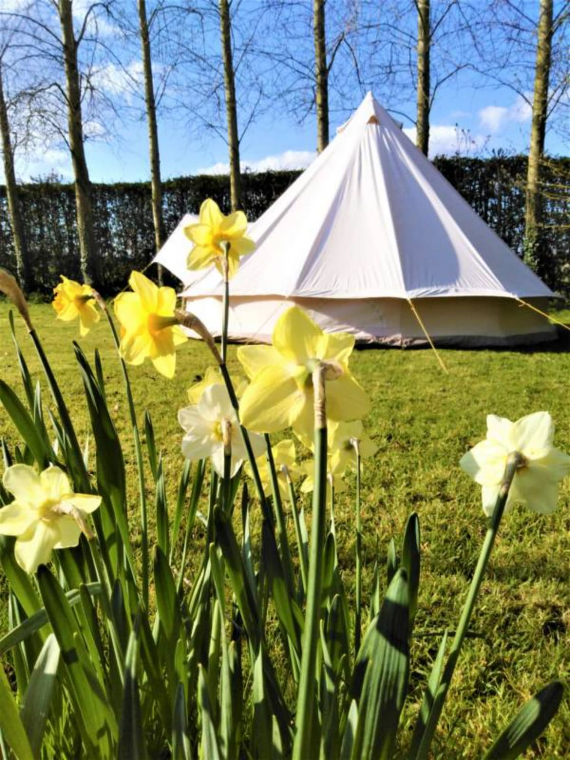 Wildflower Orchard Bell Tent