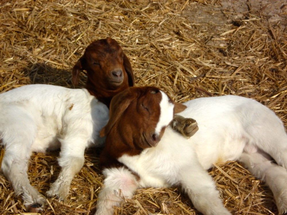 Boer goats are a South African breed known for their meat.