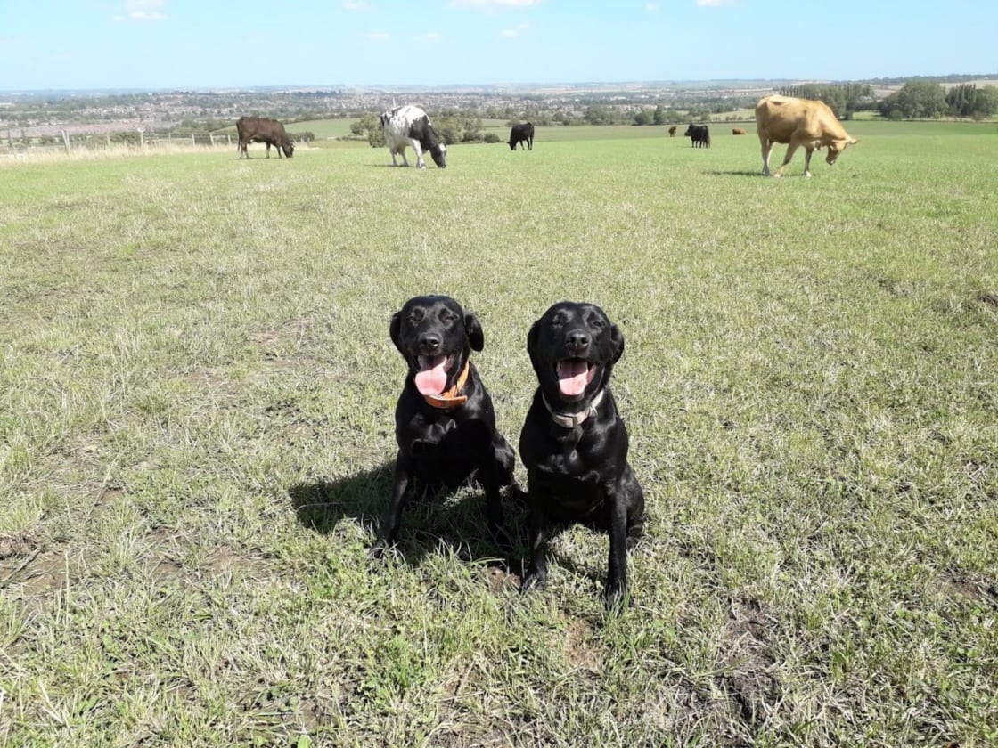 Dogs with cattle grazing