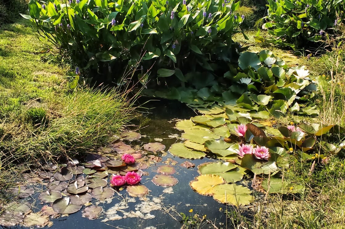 Little Leat Lily pond