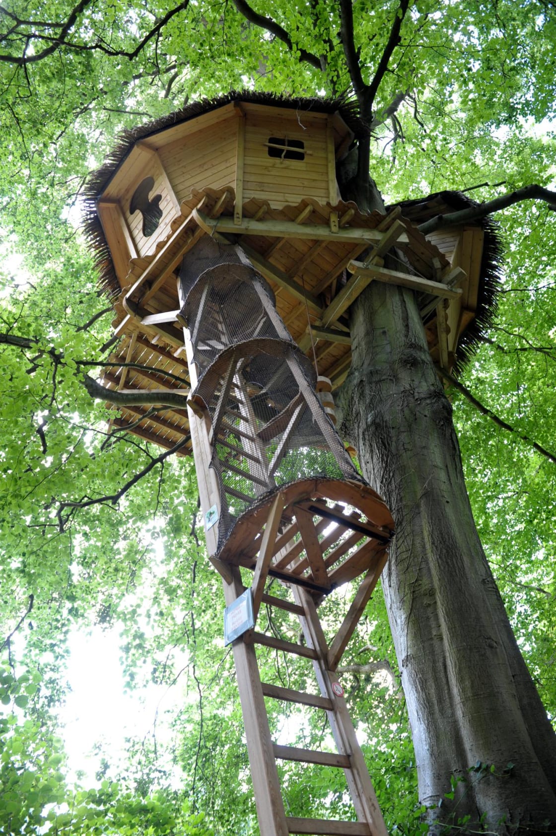 "Grand Hêtre" Tree House