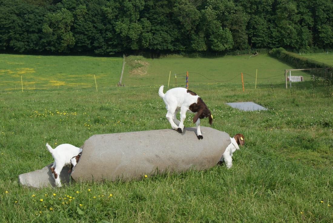 Playful Boer goats 🐐