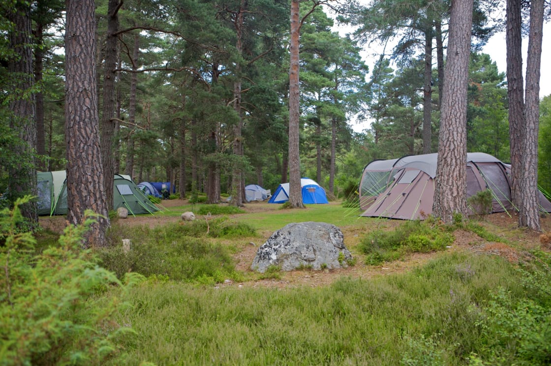 Woodland camping