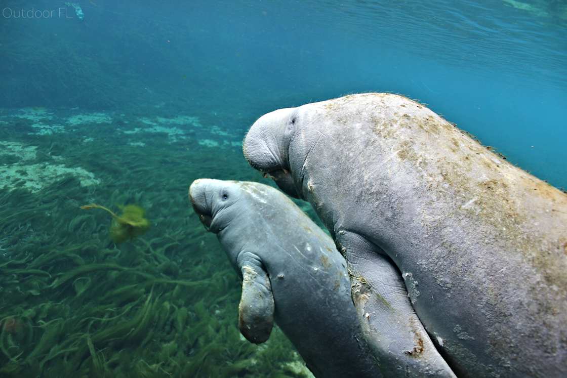 Manatee Springs State Park