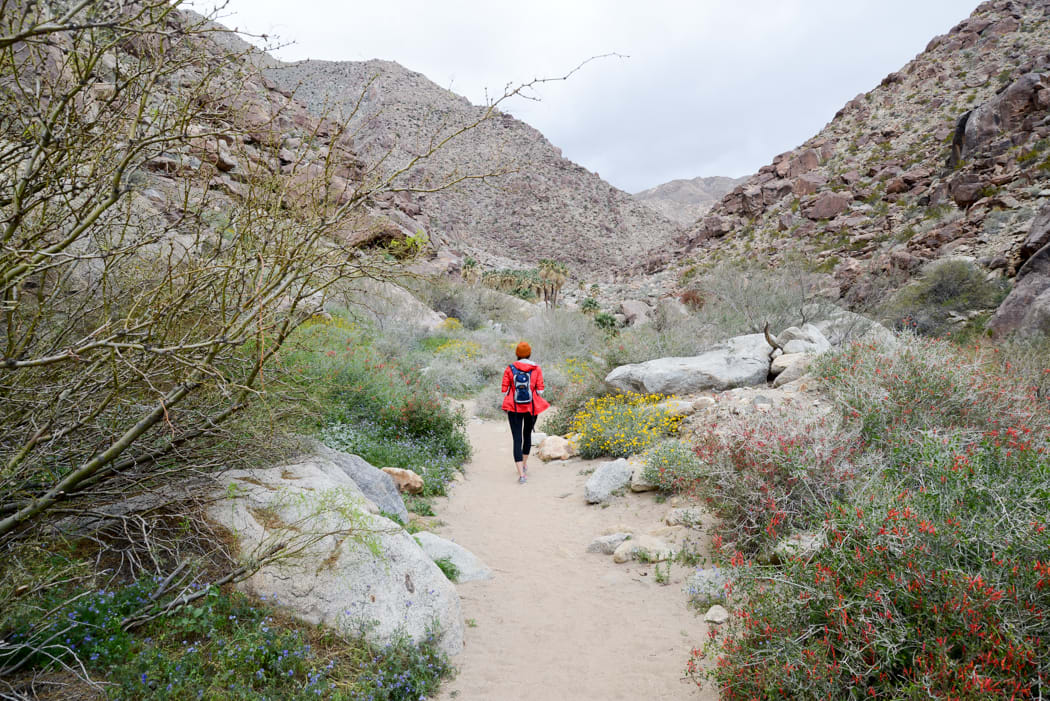 Your campsite is just a short walk from the Borrego Palm Canyon Trailhead, which leads to a refreshing palm oasis.