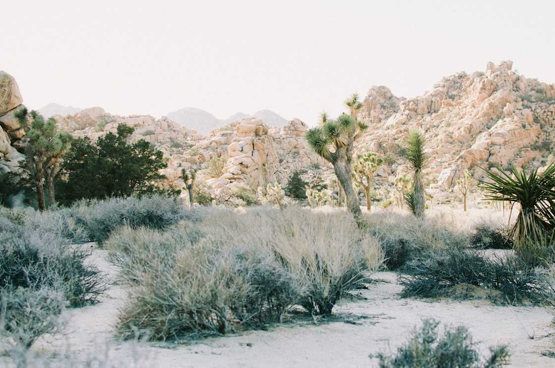A scenic view of Joshua Tree National Park
