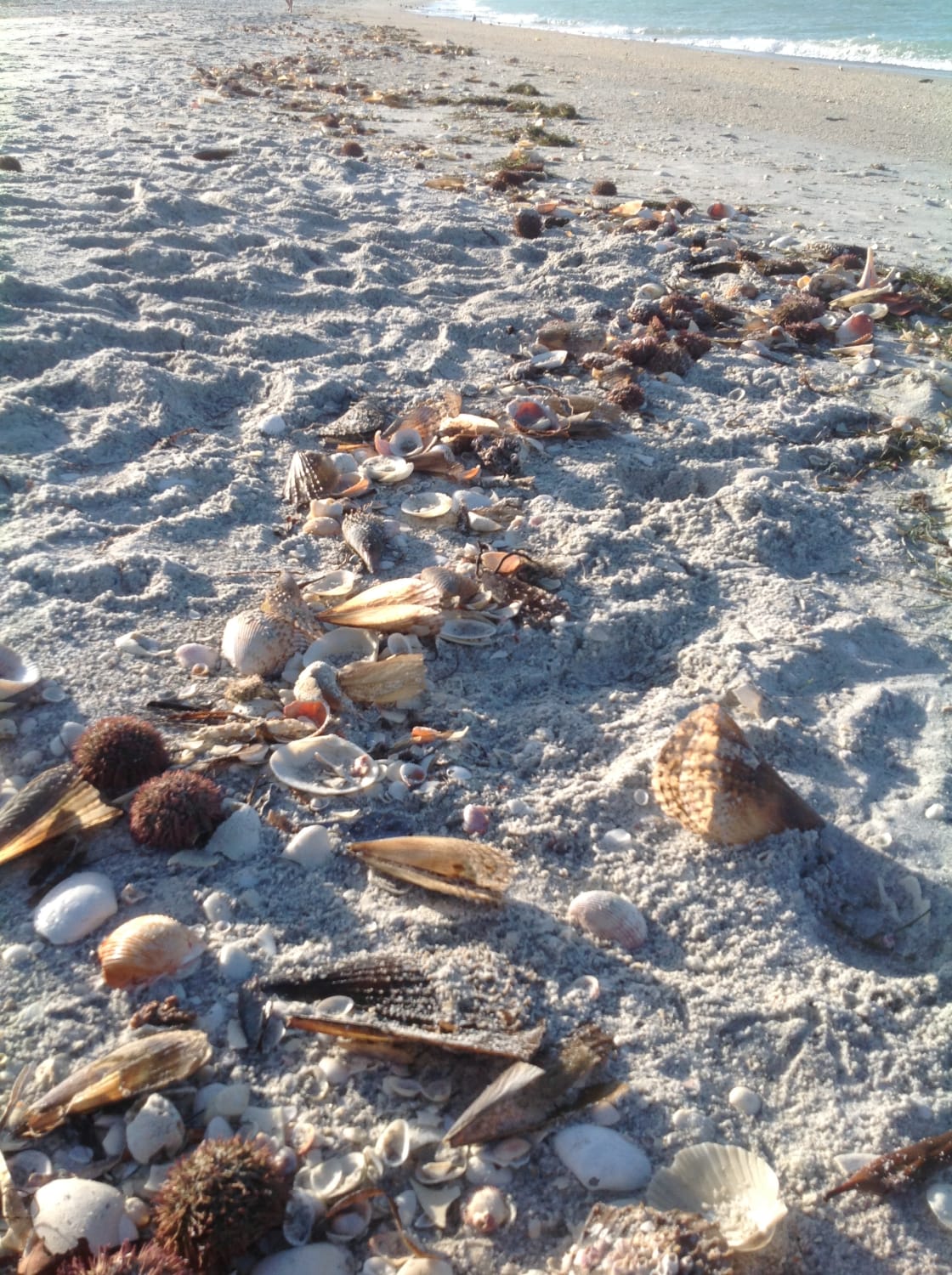 Early morning shelling along the southern end of the Gulf beach can't be beat. 