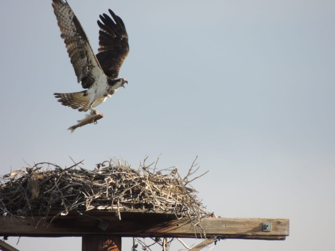An Osprey feeds her babies near the shores of Granby Lake in Sunset Point Campground. 