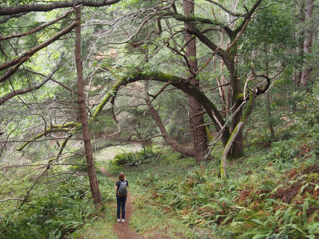 Trail Mavens hiking in Butano State Park.