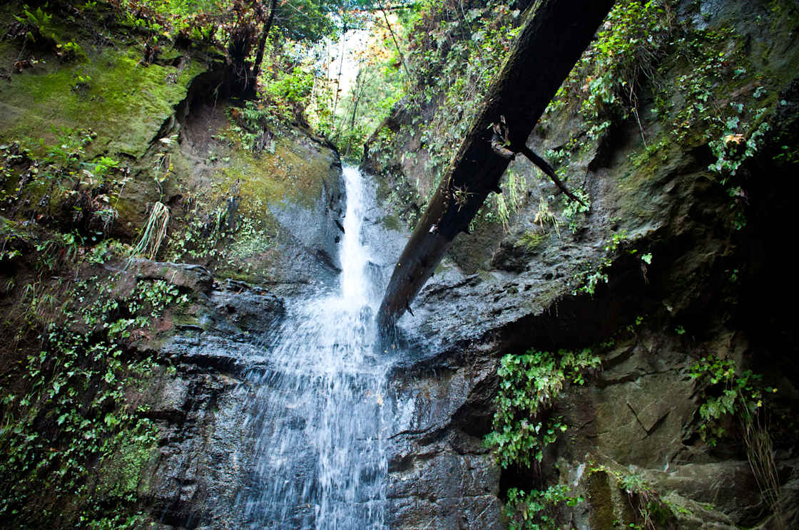 A scenic view of The Forest of Nisene Marks State Park