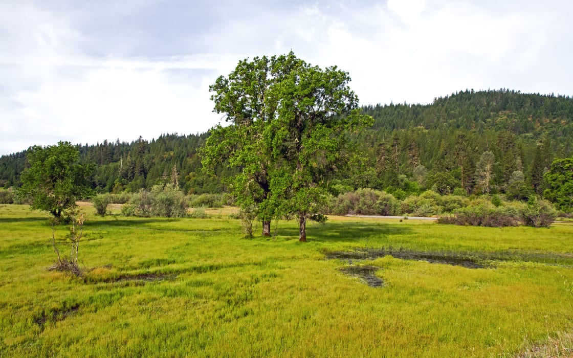 A scenic view of Mendocino National Forest