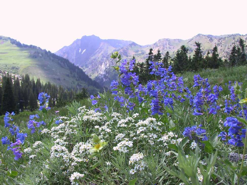 Uinta-Wasatch-Cache National Forest