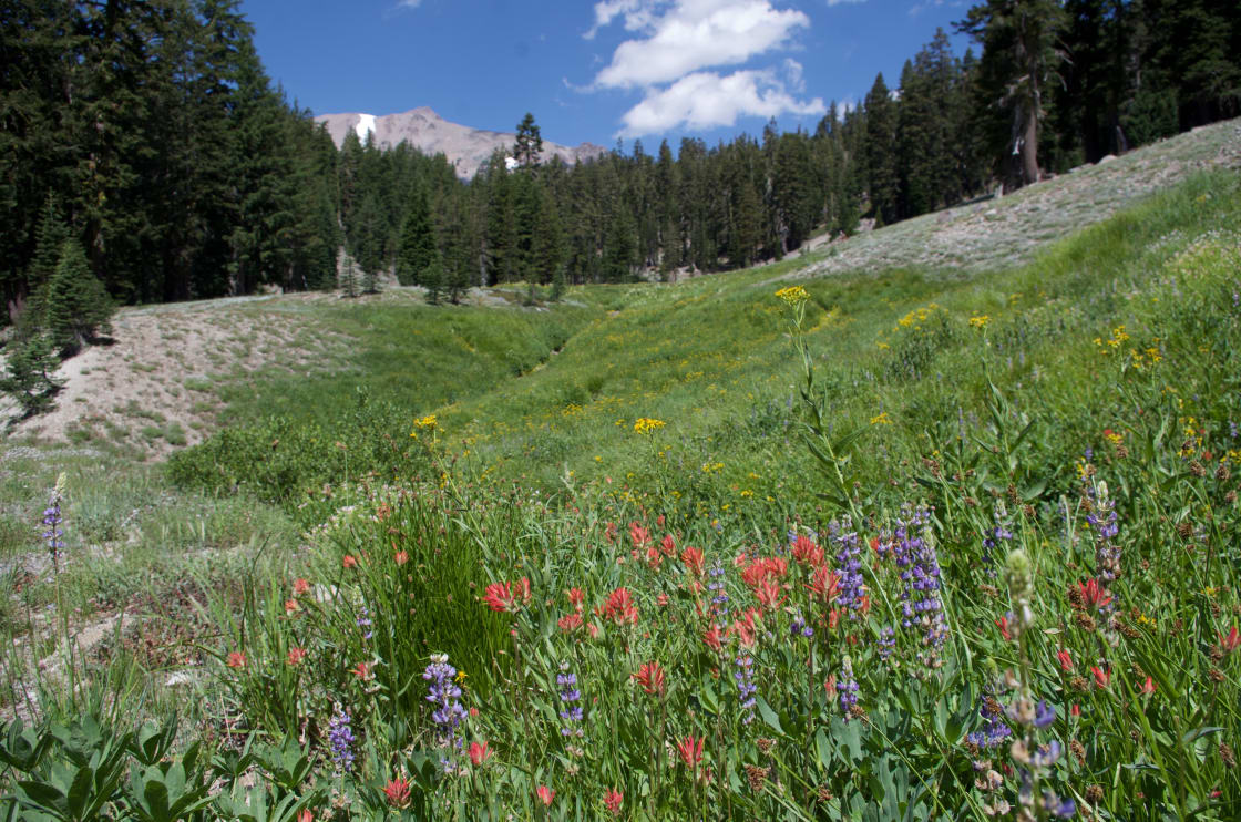 Alpine meadow near the campground, with Lassen peak in the background.