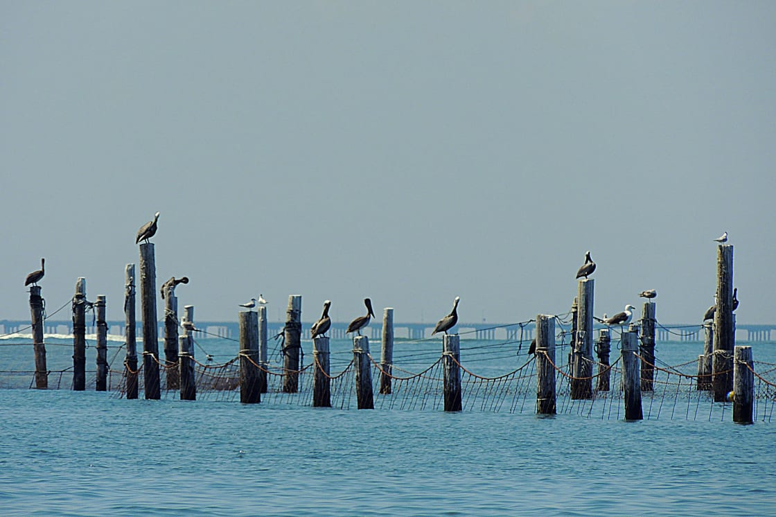Pelicans, seagulls, and cormorants at First Landing