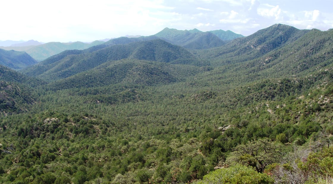 A scenic view of Coronado National Forest