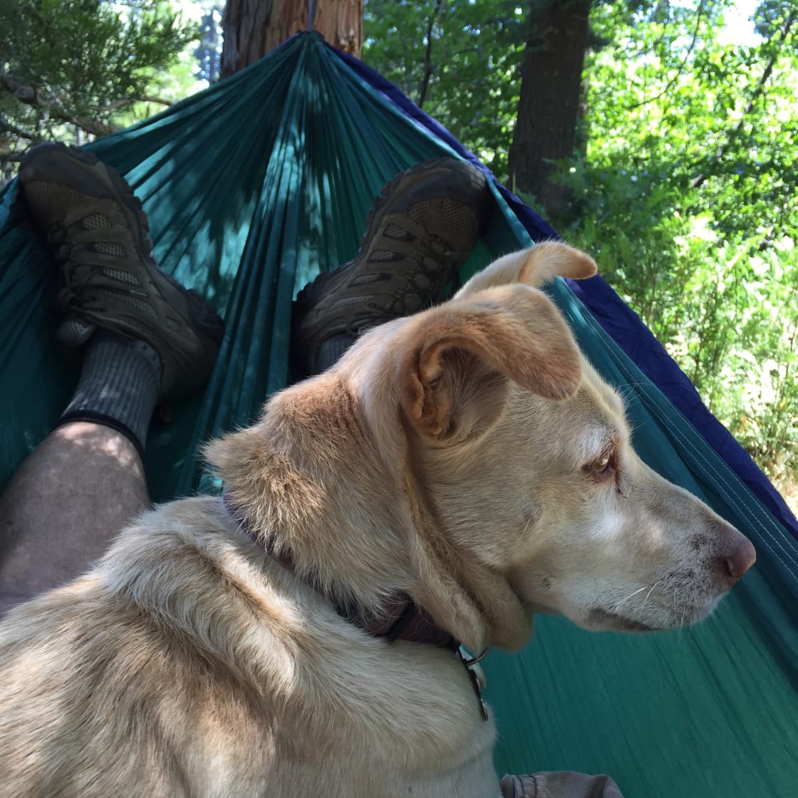 Ethel joined me for some hammock time.