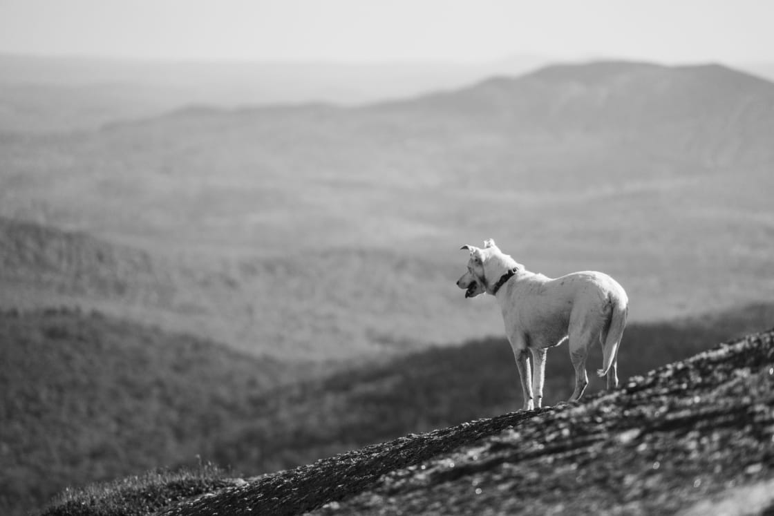 Our furry friend admiring his hiking accomplishment on Mt. Cardigan.