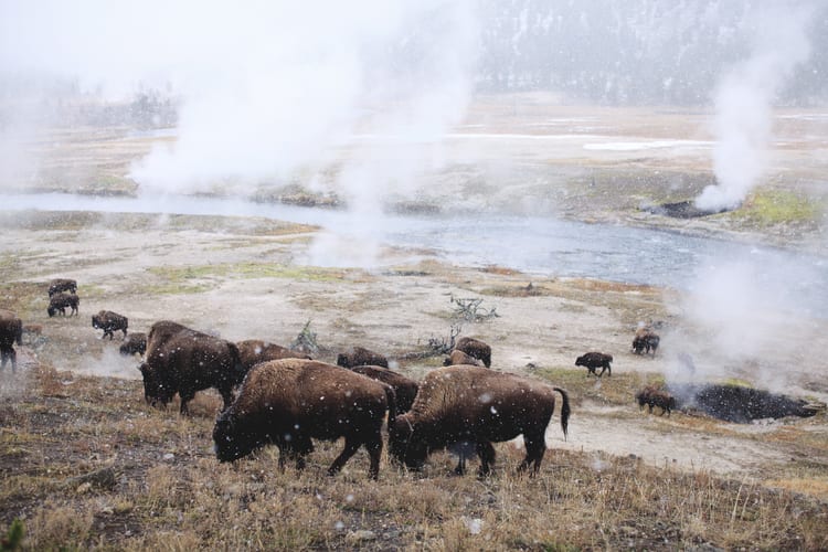 Bison graze in the first snow of the season