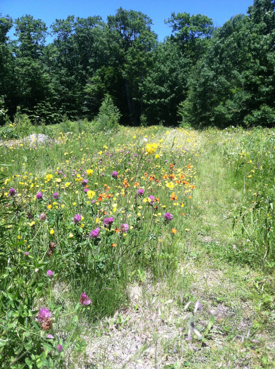 wildflowers on the path to the pond