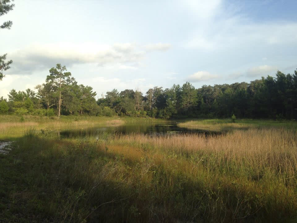 Hidden Pond as seen from the Florida Scenic Trail - part of the Ocala National Forest