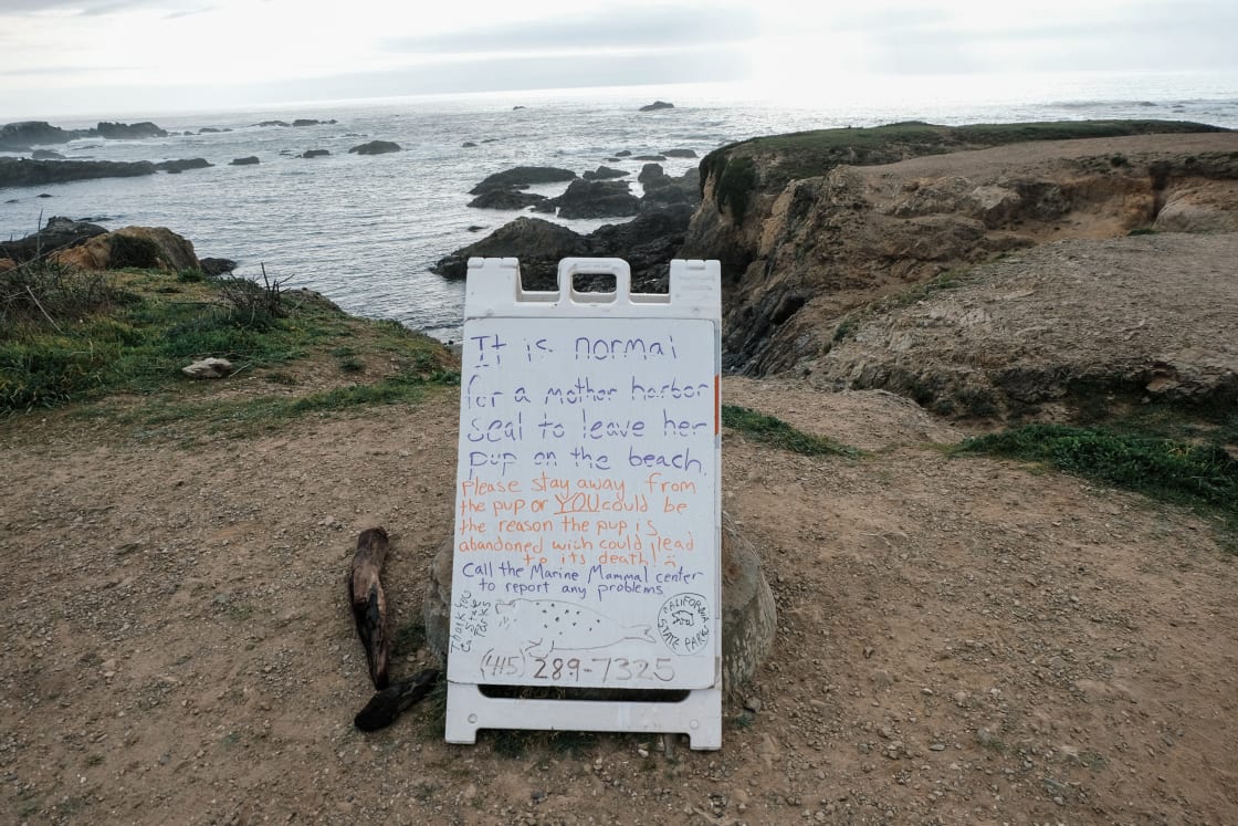 Just across the street and a short hike away is the ocean at Jug Handle State Natural Reserve. If you're lucky, you can spot some seals and their pups on the beach. 