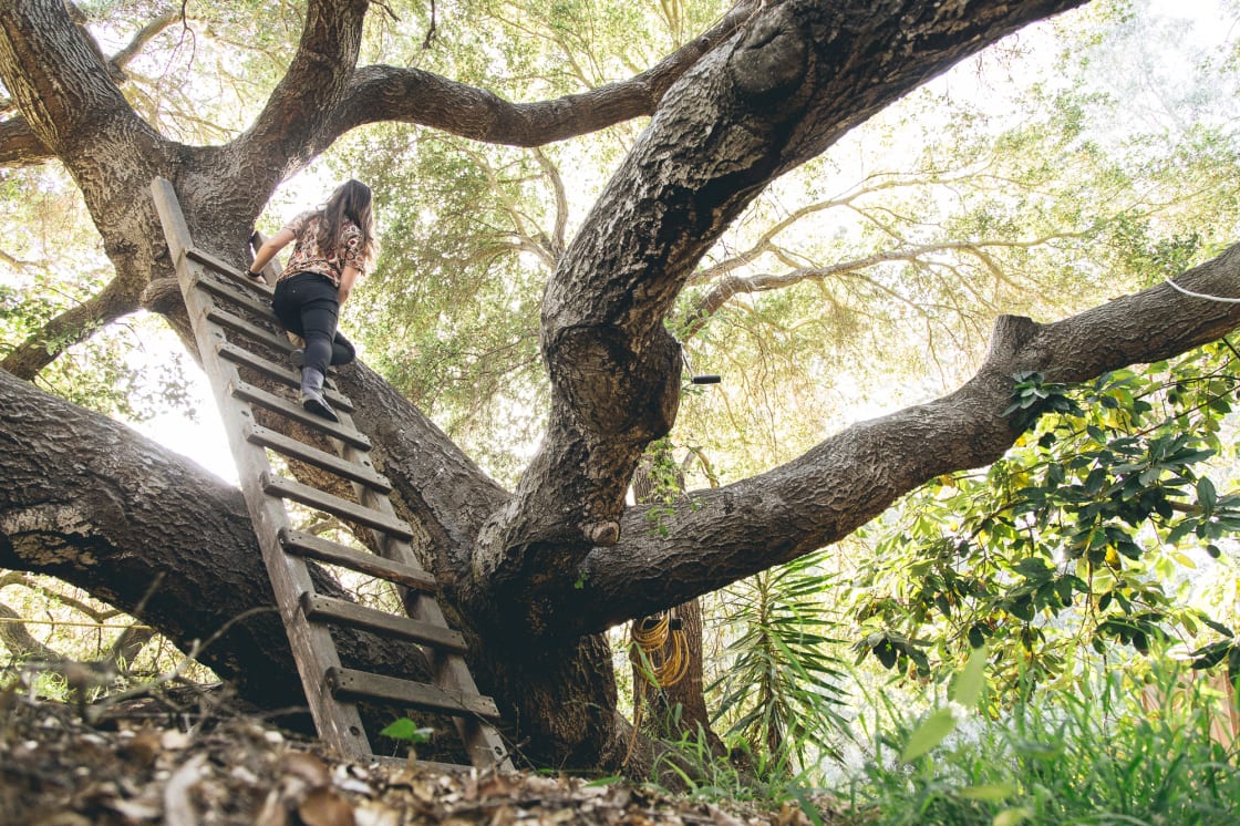 Climb the ladder up this awesome tree for a view of the luscious creek below!