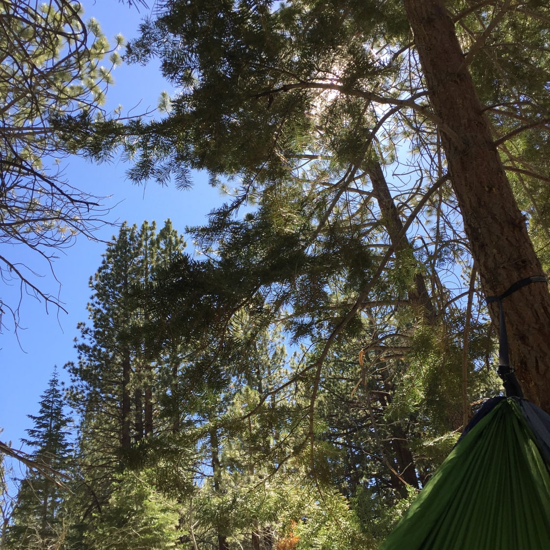 View from my hammock