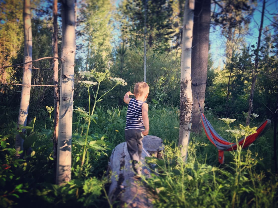 Site 21 is walkin but worth the (very) small trek with your gear. It's adjacent to a beautiful little meadow that our kiddo enjoyed playing in, and has a perfect hammock spot.