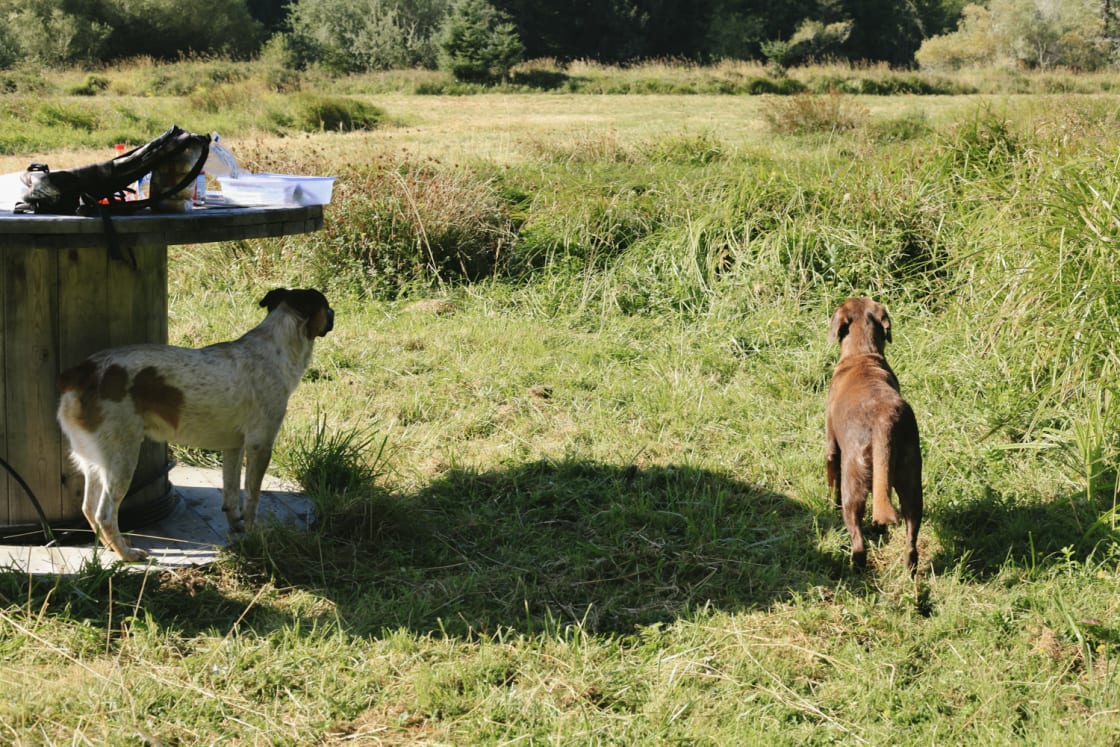 In the morning Rusty and Hazel, two of the sweet farm dogs, came to check out the wetlands and sniff out some birds!