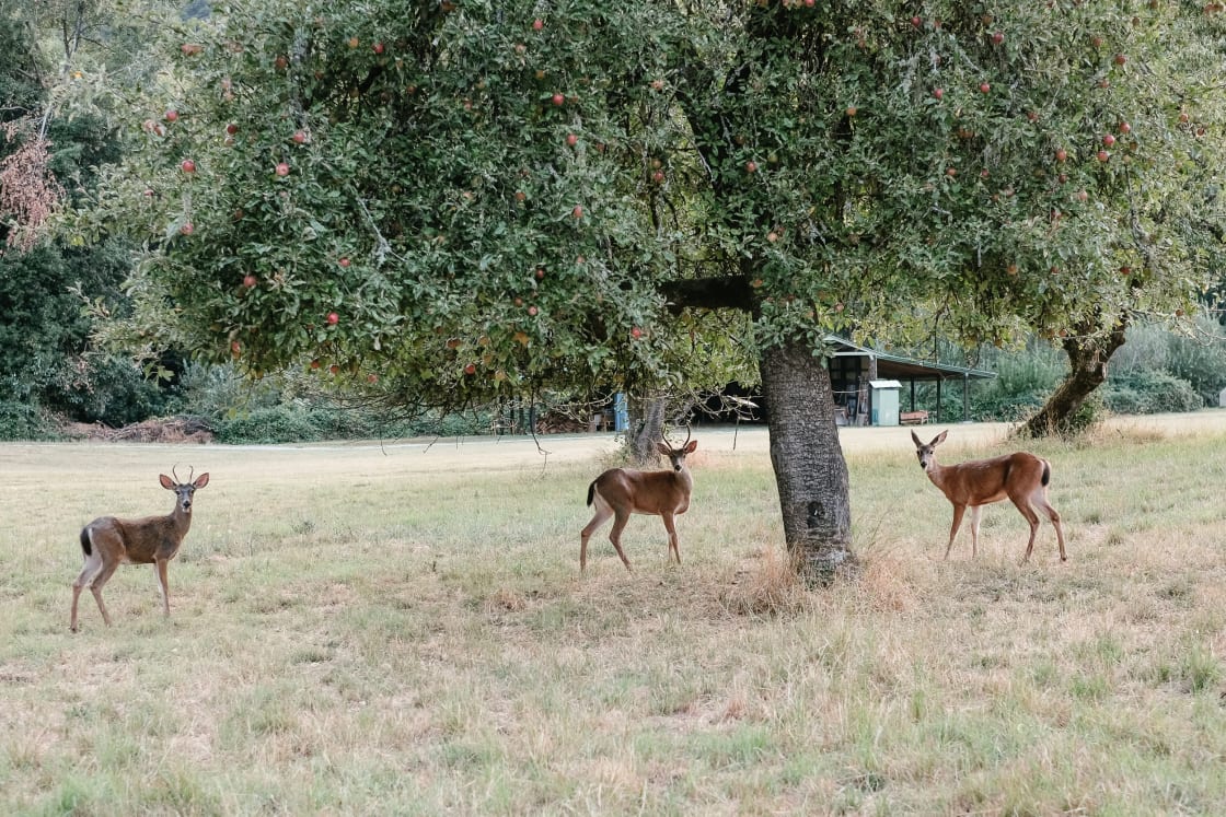 It's very likely you'll come across friendly (and hungry!) deer munching on fallen fruit.
