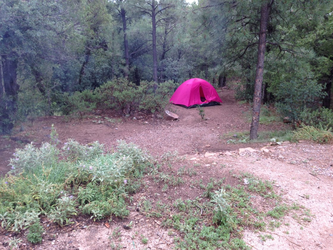 The little pink tent in the woods