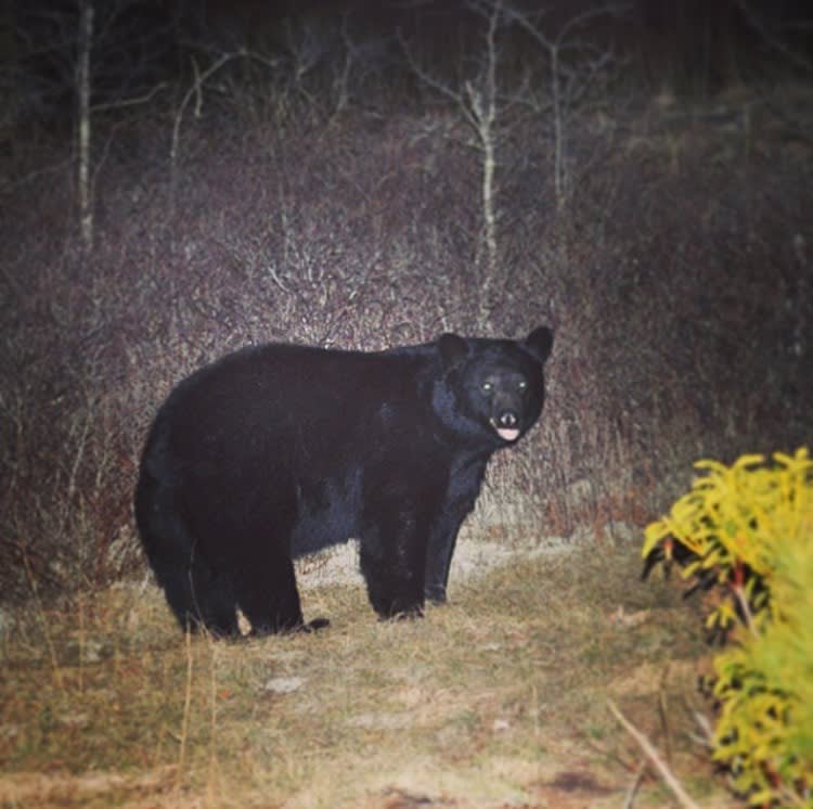 A curious black bear stumbled through our camp one night atop Little Green Mountain, just a short hike up the trail from Schoolhouse Falls.