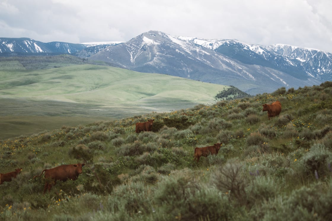 Some of the Ellison Ranch cattle (in what I believe to be cow paradise). 