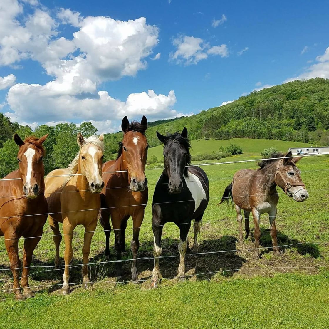 Five of our equines at Triple Dream Farm enjoying the warm weather.