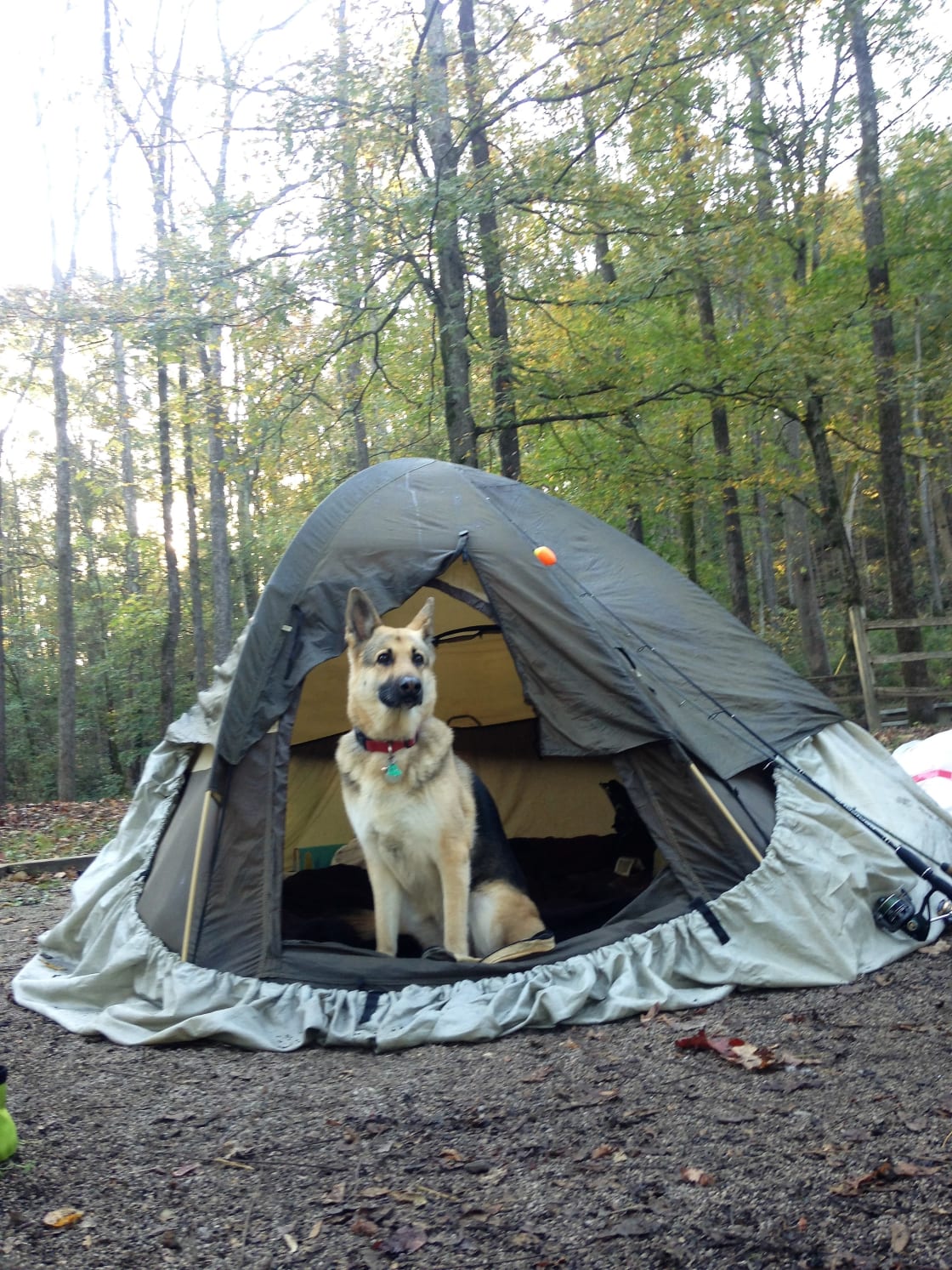 One of our 2 dogs enjoying the pet-friendly campgrounds.