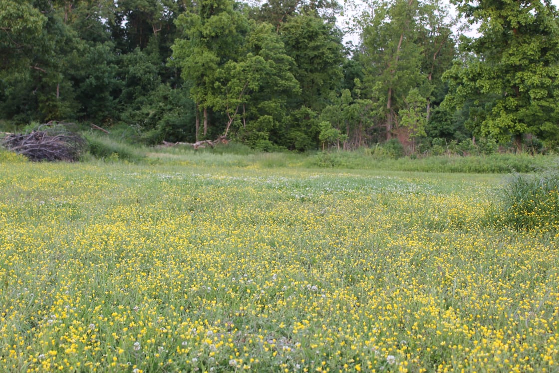Lots of open fields with flowers. 